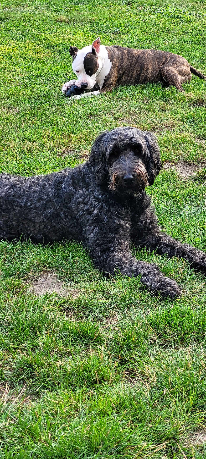 Rimini participe au concours pour gagner de l'argent avec cette photo : animal, black_dog, brindle, canine, companions, daylight, dog, fur, grass, lying_down, mammal, nature, outdoor, park, pet, playful, relaxed, summer, toy, white_dog