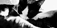 Kitty Poo is registered to the contest to win money with this photo: animal, black_and_white, blurred_background, cat, close_up, contrast, cozy, feline, fur, furry, indoor, nap, peaceful, pet, quiet, relaxed, resting, sleeping, soft_texture, whiskers