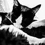 animal, black_and_white, blurred_background, cat, close_up, contrast, cozy, feline, fur, furry, indoor, nap, peaceful, pet, quiet, relaxed, resting, sleeping, soft_texture, whiskers
