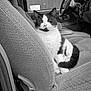 Kitty Poo is registered to the contest to win money with this photo: animal, black_and_white, car_interior, car_seat, cat, closeup, cute, dashboard, domestic_cat, fabric_texture, feline, indoor, keys, pet, relaxed, seat, sitting, steering_wheel, vehicle, window