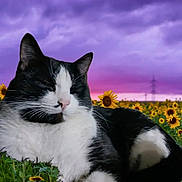 Kitty Poo is registered to the contest to win money with this photo: animal, black_and_white_cat, calm, cat, closeup, flora, flower_field, greenery, majestic, nature, outdoor, peaceful, pet, pink_sky, purple_sky, relaxing, scenic, sunflower, sunset, wildlife