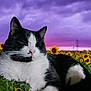 animal, black_and_white_cat, calm, cat, closeup, flora, flower_field, greenery, majestic, nature, outdoor, peaceful, pet, pink_sky, purple_sky, relaxing, scenic, sunflower, sunset, wildlife