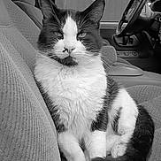 Kitty Poo is registered to the contest to win money with this photo: cat, tuxedo_cat, animal, pet, car_interior, car_seat, feline, black_and_white, relaxed, domestic_cat, whiskers, tail, fur, window, steering_wheel, dashboard, seat, close_up, indoor, resting
