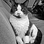 cat, tuxedo_cat, animal, pet, car_interior, car_seat, feline, black_and_white, relaxed, domestic_cat, whiskers, tail, fur, window, steering_wheel, dashboard, seat, close_up, indoor, resting