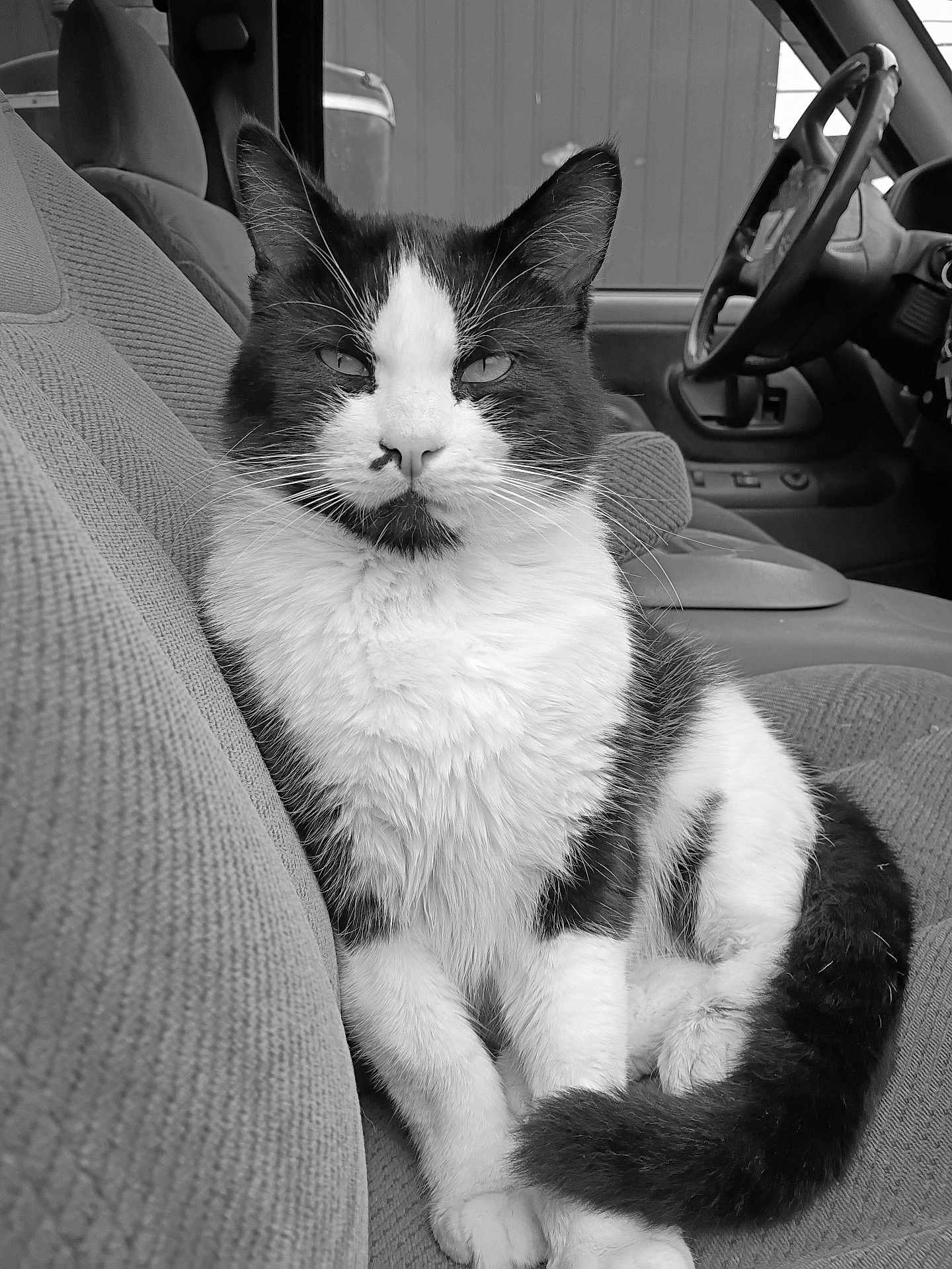 Kitty Poo is registered to the contest to win money with this photo: cat, tuxedo_cat, animal, pet, car_interior, car_seat, feline, black_and_white, relaxed, domestic_cat, whiskers, tail, fur, window, steering_wheel, dashboard, seat, close_up, indoor, resting