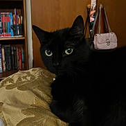 Marley joined the competition — help win amazing prizes! black_cat, cat, pet, animal, indoor, cushion, golden_pattern, bookshelf, books, door, purse, green_eyes, feline, resting, cozy, home, furniture, curious, close_up, portrait