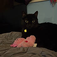 Marley is registered to the contest to win money with this photo: animal, bed, black_cat, blanket, cat, cozy, curtain, cute, dark_background, domestic_cat, feline, indoor, pet, pink_toy, plush_toy, relaxed, resting, soft_toy, window, yellow_eyes