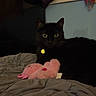 animal, bed, black_cat, blanket, cat, cozy, curtain, cute, dark_background, domestic_cat, feline, indoor, pet, pink_toy, plush_toy, relaxed, resting, soft_toy, window, yellow_eyes