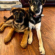 Dante And Deja joined the competition — help win amazing prizes! dog, puppy, indoor, wooden_floor, living_room, couch, dog_bed, brown_coat, black_coat, tan_coat, pet, animal, floor, furniture, laying_down, two_dogs, looking_at_camera, domestic, cute, companion