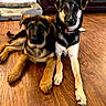 animal, black_coat, brown_coat, companion, couch, cute, dog, dog_bed, domestic, floor, furniture, indoor, laying_down, living_room, looking_at_camera, pet, puppy, tan_coat, two_dogs, wooden_floor
