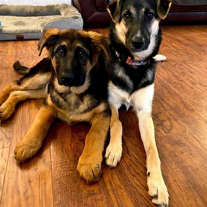 Dante And Deja