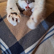 Molly Ringwald is registered to the contest to win money with this photo: cat, stretching, paws, blanket, plaid, feline, sleeping, cozy, indoor, soft, fur, cute, animal, pet, relaxation, comfort, closeup, two_cats, resting, warm