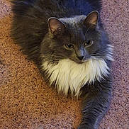 Emilio Estevez is registered to the contest to win money with this photo: cat, gray_cat, white_fur, fluffy, long_fur, carpet, indoor, pet, animal, paw, relaxed, laying_down, feline, whiskers, cute, domestic_cat, portrait, one_paw_out, cozy, fur