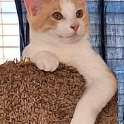 Anthony Michael Hall is registered to the contest to win money with this photo: cat, orange_and_white, feline, cat_tree, indoor, pet, relaxed, curious, window, curtain, fur, paw, resting, animal, cute, domestic, whiskers, ears, portrait, furniture