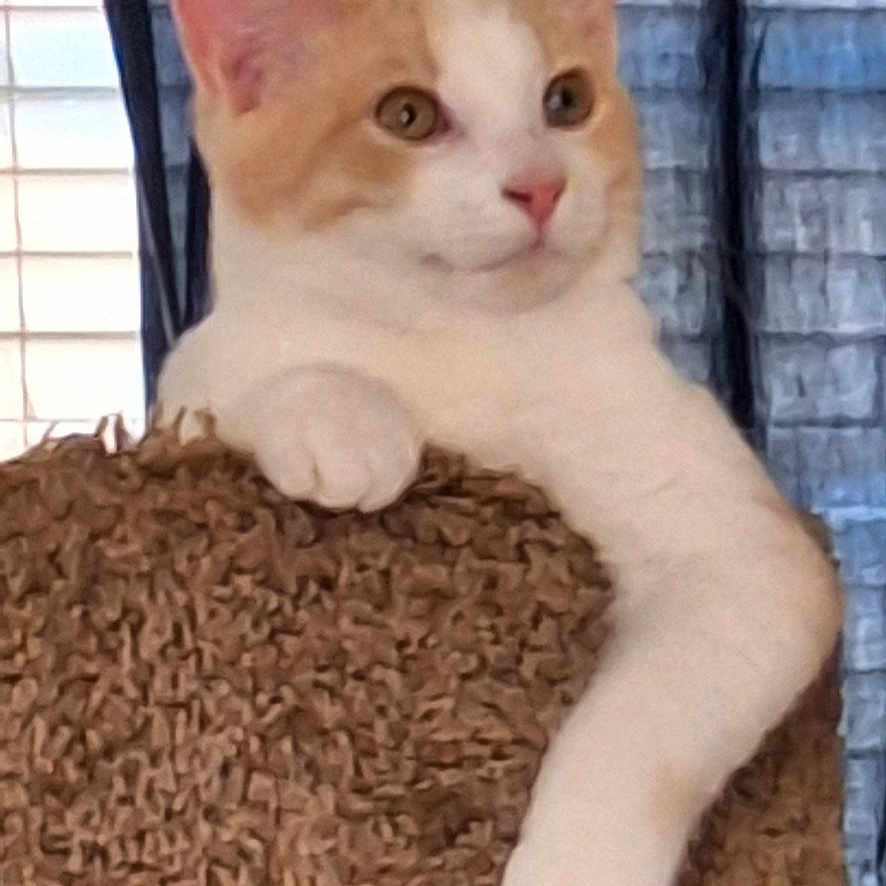 Anthony Michael Hall is registered to the contest to win money with this photo: animal, cat, cat_tree, curious, curtain, cute, domestic, ears, feline, fur, furniture, indoor, orange_and_white, paw, pet, portrait, relaxed, resting, whiskers, window