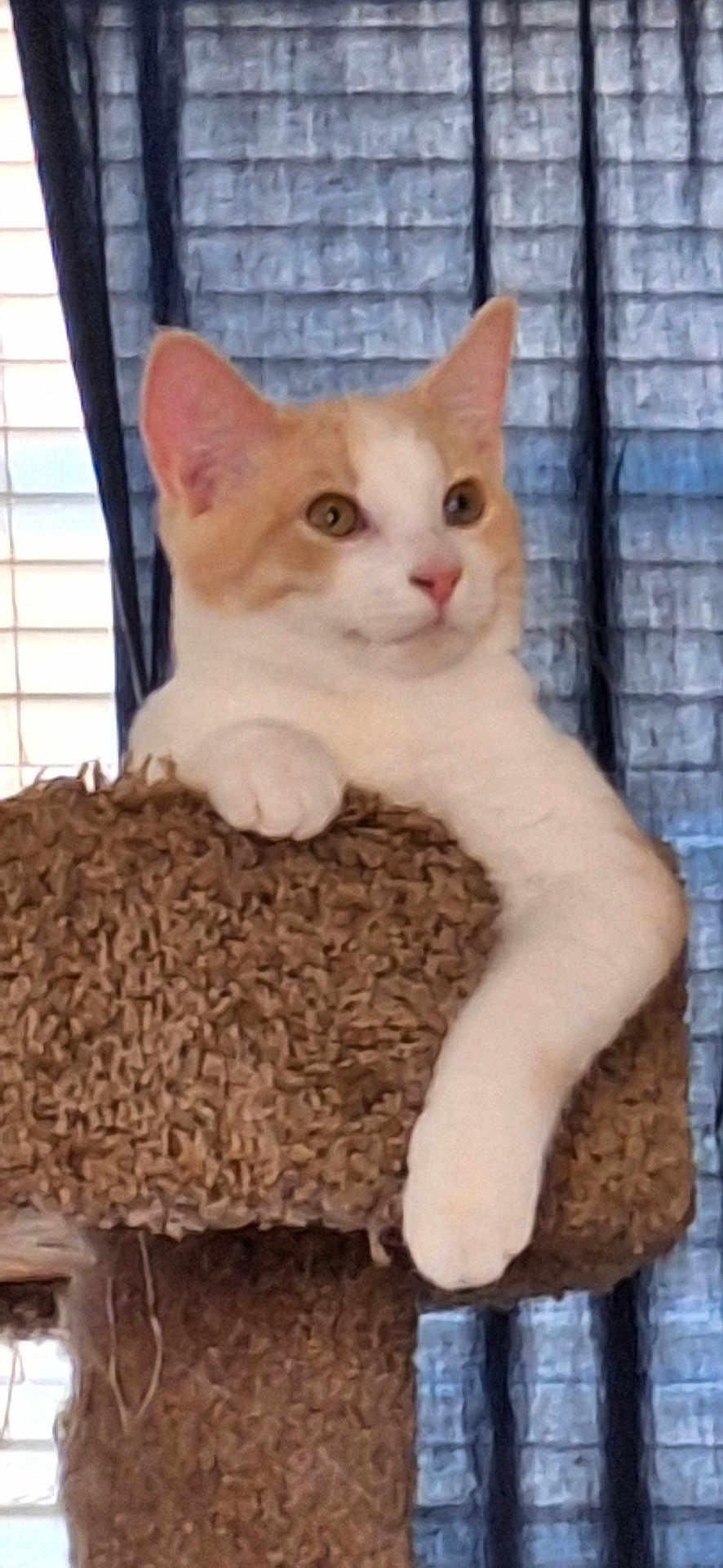 Anthony Michael Hall is registered to the contest to win money with this photo: cat, orange_and_white, feline, cat_tree, indoor, pet, relaxed, curious, window, curtain, fur, paw, resting, animal, cute, domestic, whiskers, ears, portrait, furniture