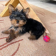 Belly a rejoint le concours — aidez-le/la à gagner de superbes lots ! animal, black, brown, carpet, cute, dog, ears, floor, fur, home, indoor, pet, playing, puppy, resting, small_dog, stick, toy_ball, wooden_table, yorkshire_terrier