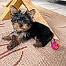 animal, black_and_tan, carpet, cheeky, cute, dog, floor, fur, home_interior, indoor, pet, playful, puppy, resting, small_dog, tongue_out, toy_ball, wooden_table, yorkshire_terrier, young_dog