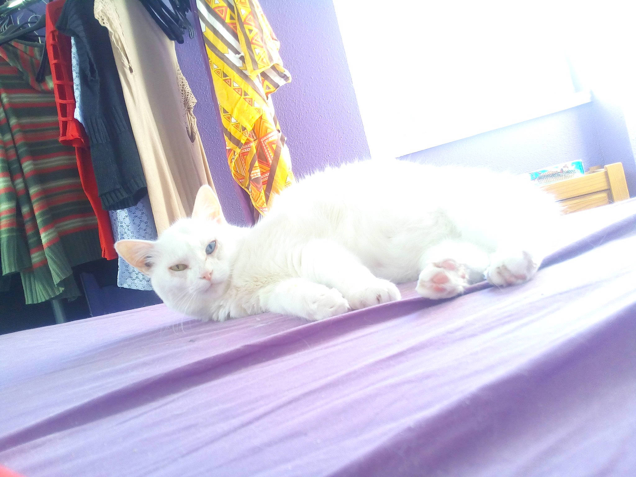 Alaska participe au concours pour gagner de l'argent avec cette photo : bedding, carnivore, cat, comfort, domestic_short_haired_cat, felidae, fur, linens, mammal, paw, plaid, room, sitting, small_to_medium_sized_cats, snout, tail, tartan, vertebrate, whiskers, wood