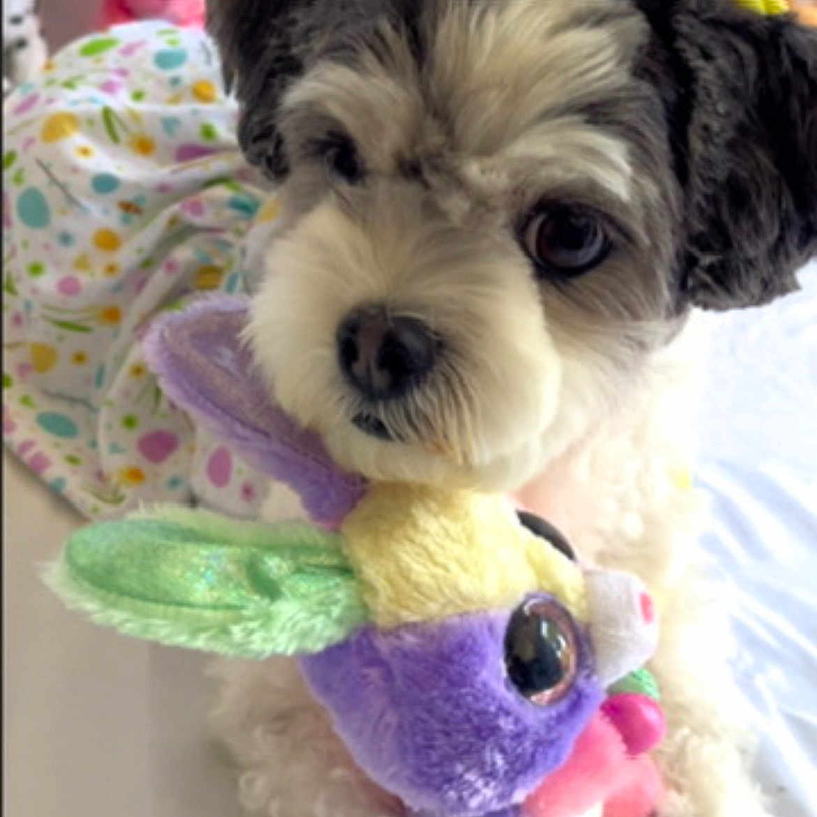 Foxy is registered to the contest to win money with this photo: dog, plush_toy, stuffed_animal, colorful_clothing, curly_fur, black_and_white_fur, indoor, soft_toy, cute, pet, animal, close_up, lying_down, big_eyes, playful, background_toys, fabric, decor, toy, fluffy