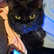 Kai joined the competition — help win amazing prizes! black_cat, cat, pet, animal, yellow_eyes, close_up, blanket, cozy, indoor, fur, whiskers, face, tablet, technology, resting, soft_texture, domestic_animal, companion, relaxing, home
