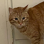 Copper joined the competition — help win amazing prizes! orange_tabby, cat, feline, pet, indoor, door, scratched_paint, whiskers, ears, portrait, curious, looking_at_camera, fur, close_up, eyes, nose, standing, cabinet_handle, wooden_surface, home_interior