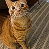 cat, orange_tabby, pet, animal, feline, sitting, portrait, whiskers, ears, eyes, striped_fur, ginger, indoor, rug, carpet, couch, furniture, home, curious, close_up