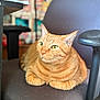 Ginger joined the competition — help win amazing prizes! cat, orange_tabby, green_eyes, chair, indoor, pet, feline, relaxed, fur, office_chair, animal, cute, domestic, sitting, closeup, tabby, whiskers, soft_focus, comfortable, resting