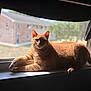 animal, cat, cozy, daylight, domestic_cat, feline, ginger_cat, house, indoor, lazy, natural_light, orange_fur, pet, quiet, relaxed, resting, shadow, sunlight, window, windowsill