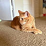 Ginger is registered to the contest to win money with this photo: cat, orange_tabby, pet, indoor, carpet, relaxed, feline, animal, crossed_paws, looking_away, domestic_cat, household, soft_light, blurred_background, fur, whiskers, ears, quiet, resting, calm