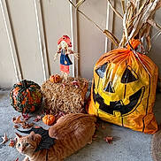 Ginger is registered to the contest to win money with this photo: animal, autumn, bat_wings, cat, concrete_floor, costume, decorations, fall_leaves, festive, gourd, halloween, hay_bale, holiday, indoor, jack_o_lantern, orange_tabby, pet, plastic_bag, pumpkin, scarecrow