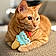Ginger