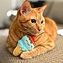 animal, background_blur, cat, cherry, close_up, comfort, curious, cute, feline, ice_cream_toy, indoor, orange_tabby, pet, plush_toy, relaxed, resting, soft_fur, texture, toy, whiskers