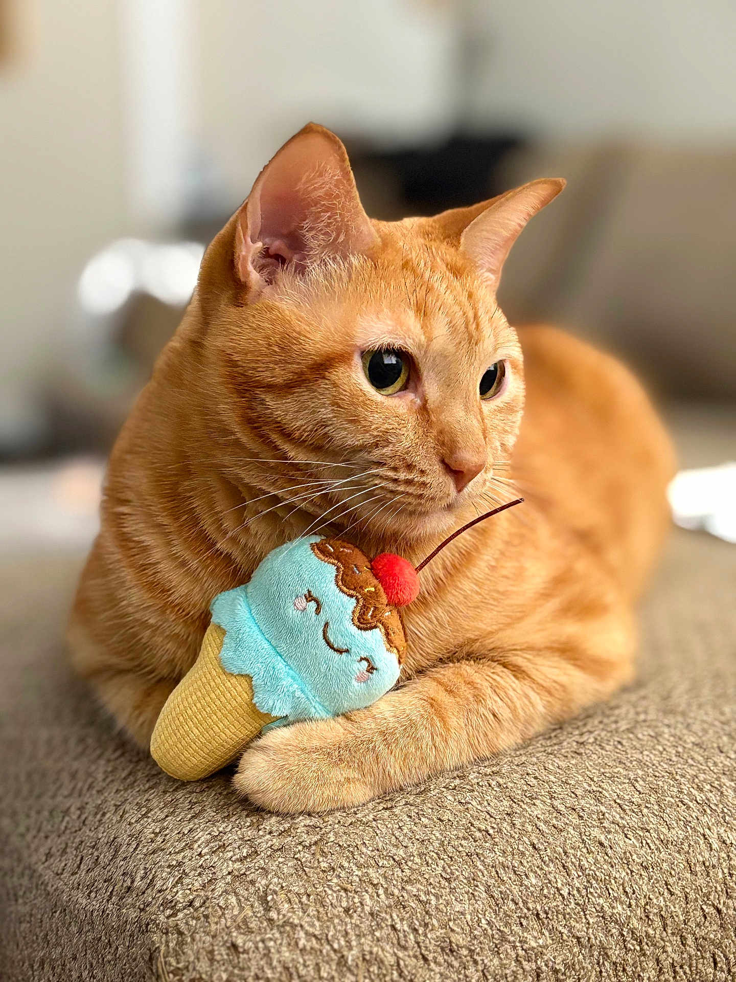 Ginger is registered to the contest to win money with this photo: animal, background_blur, cat, cherry, close_up, comfort, curious, cute, feline, ice_cream_toy, indoor, orange_tabby, pet, plush_toy, relaxed, resting, soft_fur, texture, toy, whiskers