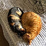 animal, bed, blanket, cat, cats, companions, cozy, cute, domestic_cat, feline, fur, indoor, orange_cat, patterned_bedspread, pet, resting, sleeping, soft, tabby_cat, two_animals