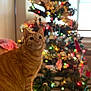 animal, blurred_background, cat, christmas_tree, cozy, curious, cute, domestic_cat, festive, furniture, holiday_decor, indoor, lights, mammal, orange_tabby, ornaments, pet, portrait, sitting, warm_lighting