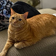 Ginger is registered to the contest to win money with this photo: cat, ginger_cat, pet, feline, indoor, relaxed, lying_down, fur, whiskers, curious, closeup, cozy, home, texture, animal, mammal, portrait, soft_light, background_blur, resting