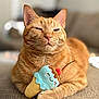 animal, cat, cherry, close_up, cozy, cute, feline, fur, ice_cream_cone, indoor, orange_tabby, paw, pet, plush_toy, portrait, relaxed, smiling_toy, soft_toy, texture, whiskers