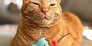 Ginger is registered to the contest to win money with this photo: animal, cat, close_up, cozy, cute, ears, feline, home, ice_cream_toy, indoor, orange_tabby, paws, pet, plush_toy, portrait, relaxed, sitting, smiling_toy, soft_toy, whiskers