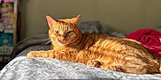 Ginger joined the competition — help win amazing prizes! cat, ginger_cat, pet, indoor, bed, sunlight, relaxed, feline, animal, cozy, patterned_bedspread, whiskers, ears, paws, fur, resting, home, soft_light, focus, blurred_background
