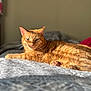 cat, ginger_cat, pet, indoor, bed, sunlight, relaxed, feline, animal, cozy, patterned_bedspread, whiskers, ears, paws, fur, resting, home, soft_light, focus, blurred_background