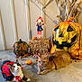 autumn, bat_wings, brown, calico_cat, cape, cat, concrete_floor, costume, cute, decorations, fall, halloween, hay_bale, holiday, indoor, orange, orange_cat, pets, pumpkin, scarecrow