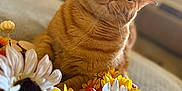 Ginger joined the competition — help win amazing prizes! artificial_flowers, background_blur, cat, close_up, cozy, curious, daisies, domestic_animal, feline, flower_arrangement, indoor, orange_tabby, pet, portrait, relaxed, soft_lighting, sunflowers, texture, warm_colors, whiskers