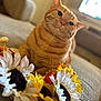 artificial_flowers, background_blur, cat, close_up, cozy, curious, daisies, domestic_animal, feline, flower_arrangement, indoor, orange_tabby, pet, portrait, relaxed, soft_lighting, sunflowers, texture, warm_colors, whiskers
