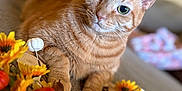Ginger joined the competition — help win amazing prizes! animal, autumn, background_blur, cat, closeup, colorful, comfort, cozy, curious, cute, decor, feline, flower_arrangement, indoor, orange_tabby, pet, pumpkin, relaxed, soft_fur, whiskers