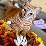 Ginger joined the competition — help win amazing prizes! animal, autumn, background_blur, cat, closeup, colorful, comfort, cozy, curious, cute, decor, feline, flower_arrangement, indoor, orange_tabby, pet, pumpkin, relaxed, soft_fur, whiskers