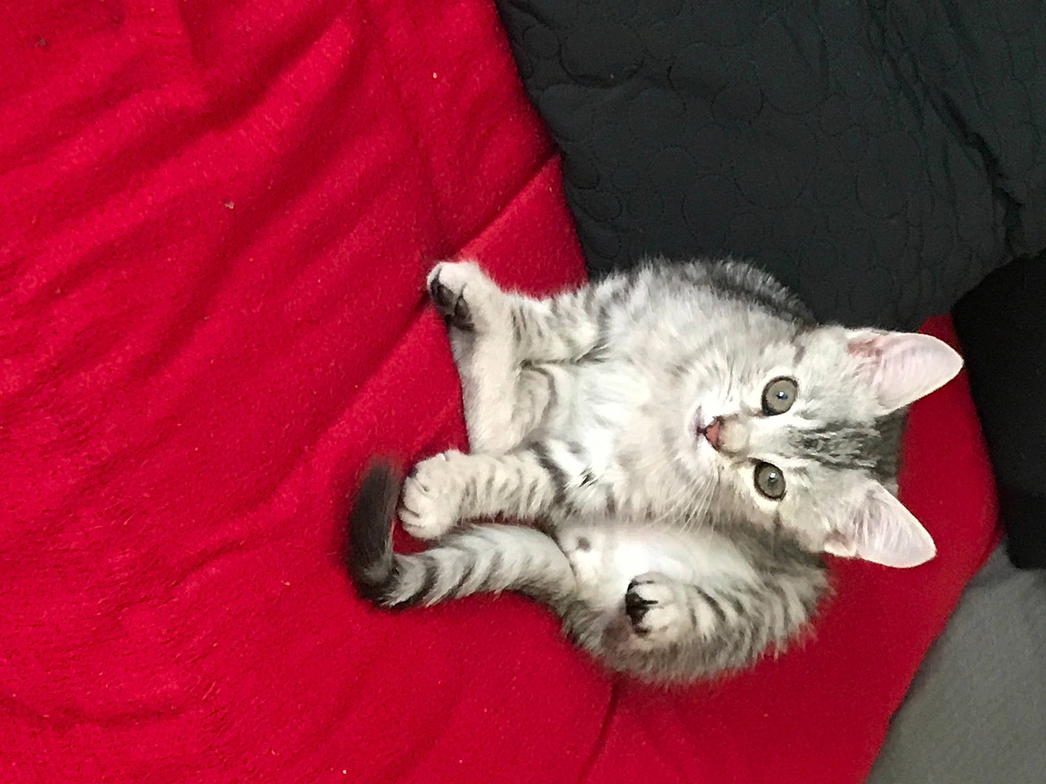 Eren participe au concours pour gagner de l'argent avec cette photo : carnivore, cat, cat_toy, claw, comfort, domestic_short_haired_cat, felidae, fur, grey, paw, plant, small_to_medium_sized_cats, snout, tail, whiskers