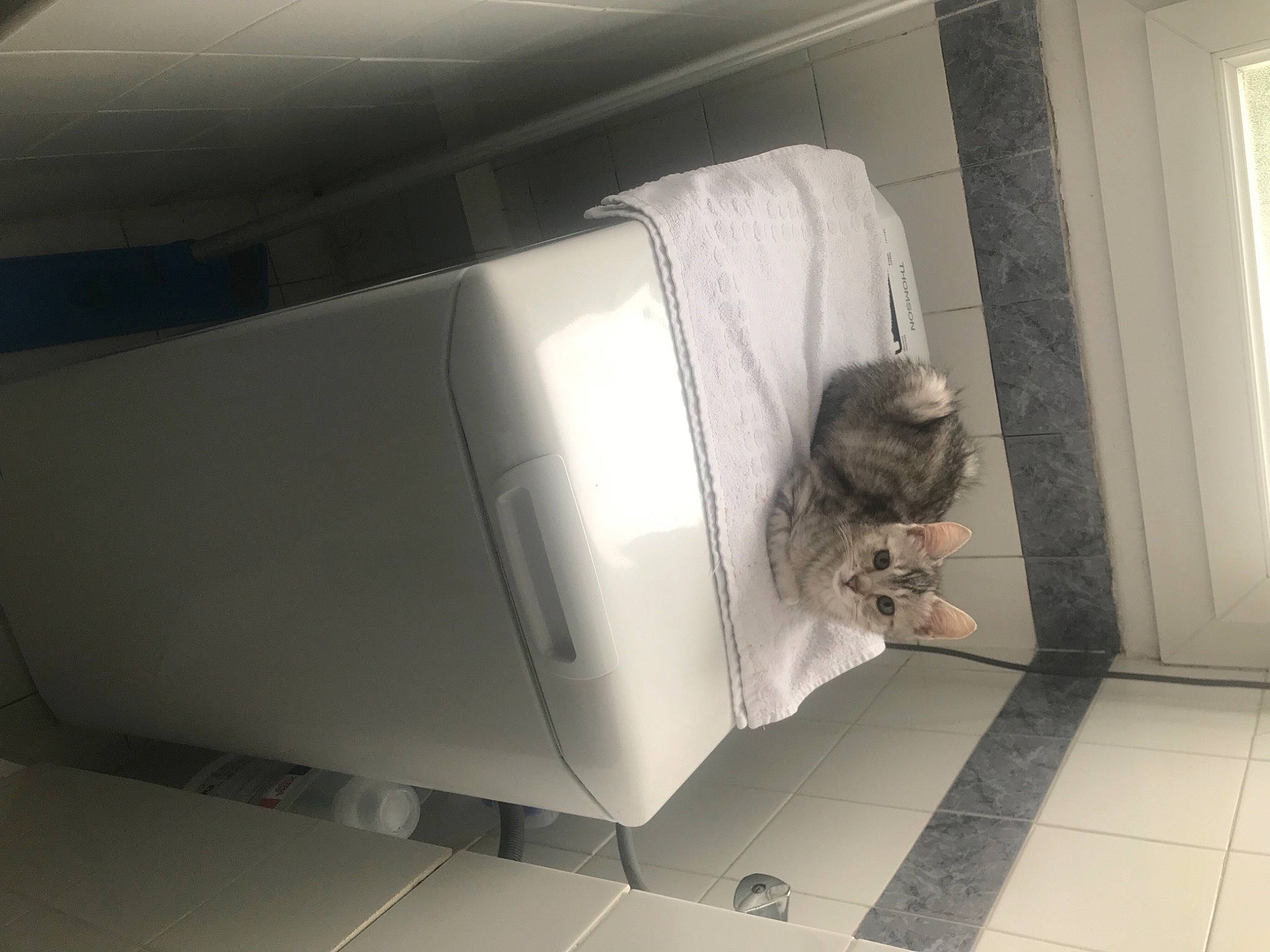 Eren a rejoint le concours — aidez-le/la à gagner de superbes lots ! automotive_design, automotive_exterior, carnivore, ceiling, comfort, companion_dog, couch, daylighting, felidae, flooring, grey, hardwood, luxury_vehicle, personal_luxury_car, room, small_to_medium_sized_cats, tail, tints_and_shades, vehicle_door, wood