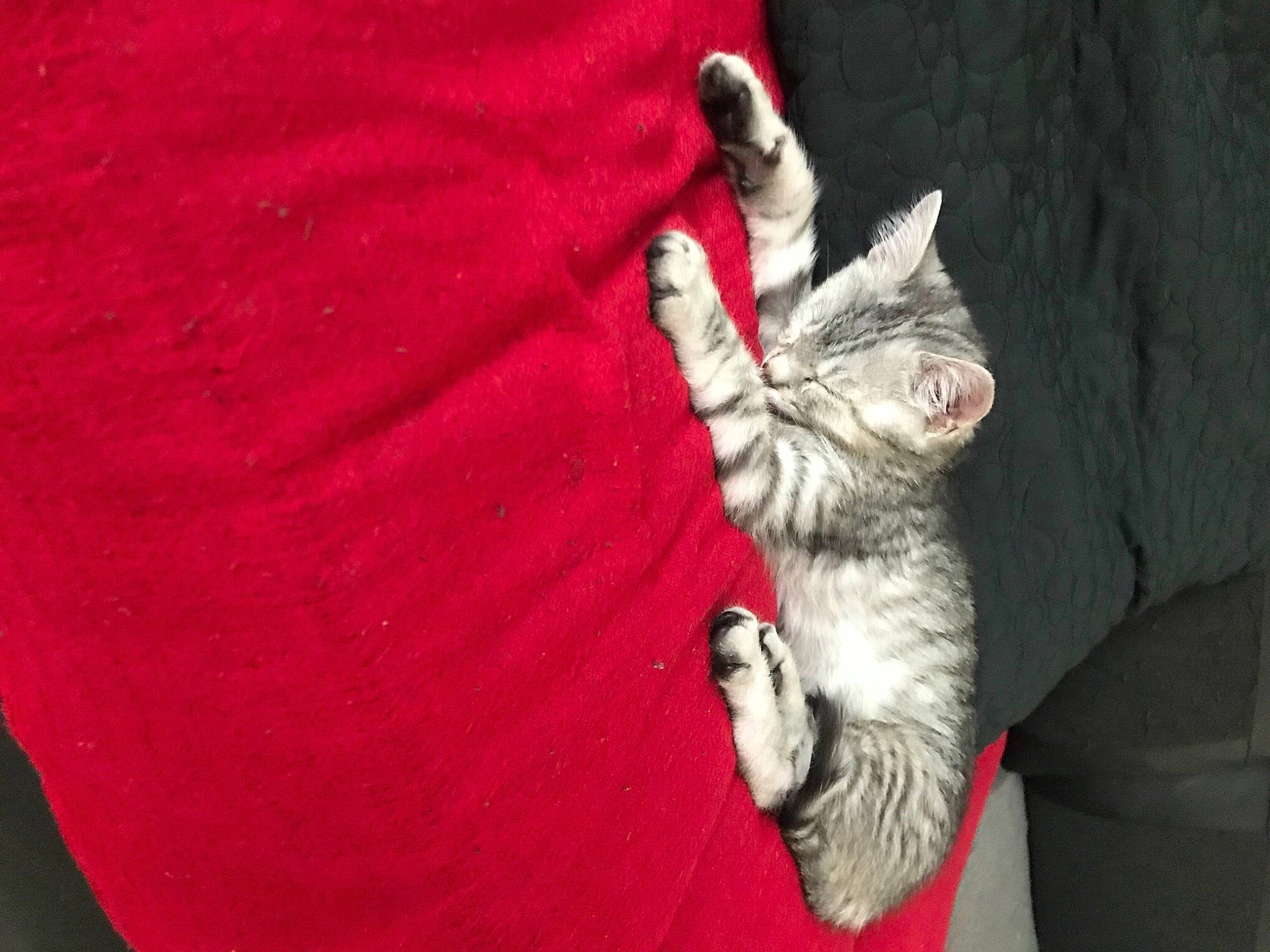 Eren a rejoint le concours — aidez-le/la à gagner de superbes lots ! carmine, carnivore, cat, claw, comfort, couch, domestic_short_haired_cat, felidae, fur, fur_clothing, gesture, grey, human_leg, linens, paw, small_to_medium_sized_cats, t_shirt, tail, whiskers