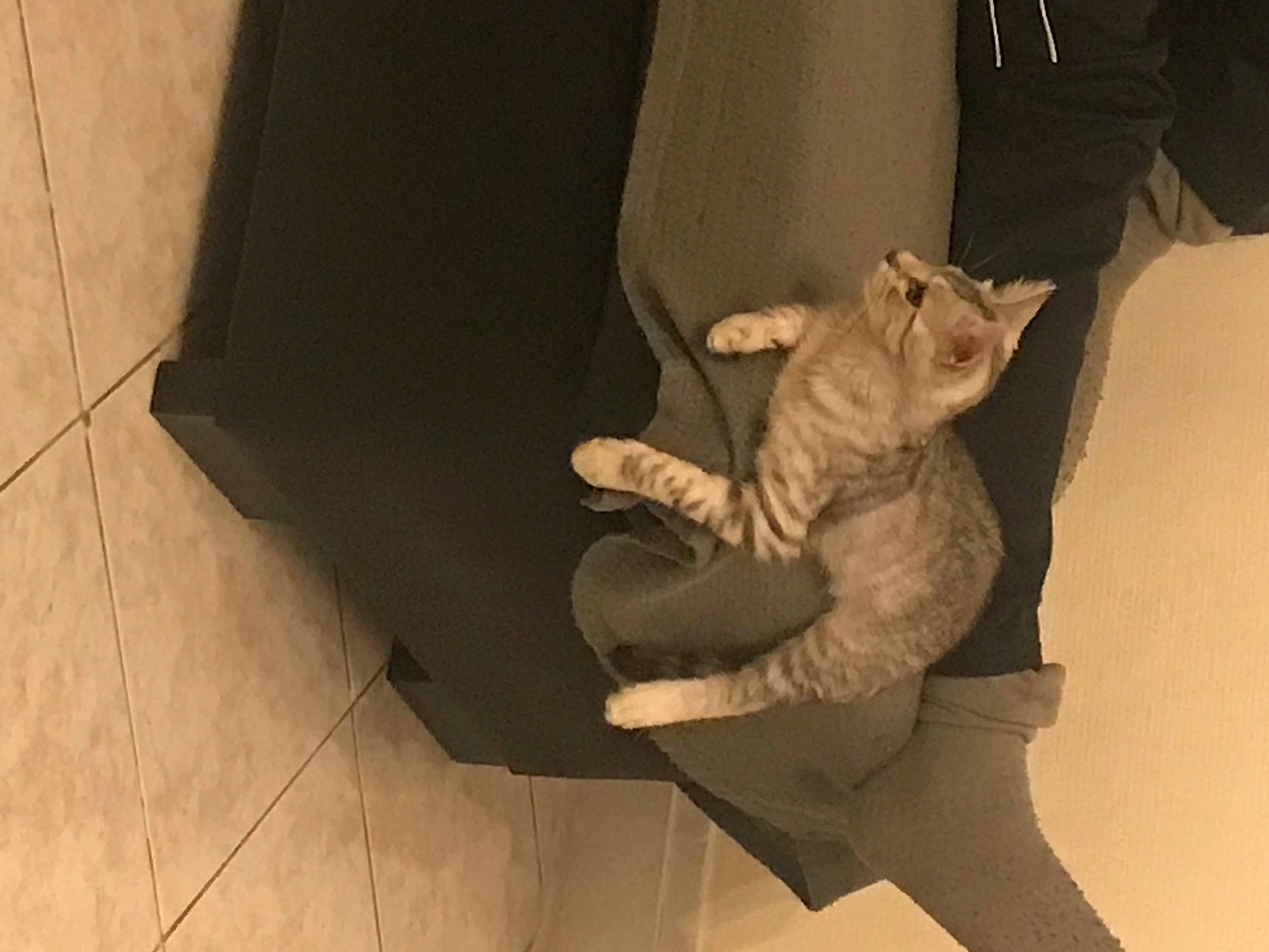 Eren participe au concours pour gagner de l'argent avec cette photo : comfort, domestic_short_haired_cat, felidae, flooring, foot, fur, gesture, hardwood, human_leg, mammal, room, shadow, sitting, sleeve, small_to_medium_sized_cats, tail, tile, whiskers, wood, wood_flooring